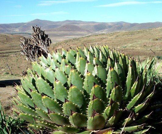 Aloe polyphylla old fruit capsules